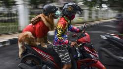 Anjing Jenis Golden Retriever Ini Dilatih agar Mematuhi Protokol Kesehatan