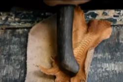 Video Ceker Ayam Menjadi Bahan Baku Pembuatan Sepatu