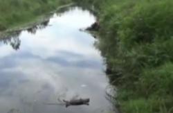 Video Bangkai Biawak 2 Meter Terikat Tali Masih Mengapung di Sungai