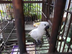 Warga Serang Serahkan Burung Kakatua Jambul Kuning ke BKSDA 
