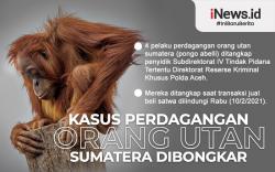 Infografis: Polisi Bongkar Perdagangan Orang Utan Sumatera di Aceh