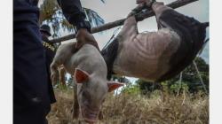 Macam-Macam Najis dan Cara Menyucikannya dalam Islam