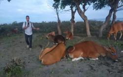 Waduh, 92 Sapi Hasil Penyelundupan dari Flores Diturunkan di Tengah Jalan Bima