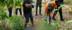 Heboh, Penemuan Jasad Pria di Ladang Jagung<