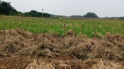 Petani Subang Minta Ridwan Kamil Buat Regulasi soal Pertanian<