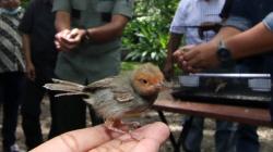 Berantas Hama, 75 Burung Prenjak Dilepas ke Hutan Wisata Djawatan Banyuwangi