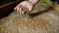 Budi Daya Ulat Kandang untuk Pakan Burung Kicau