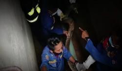 Video 2 Ekor Ular Piton Masuk ke Bak Penampung Air di Universitas Andalas Padang