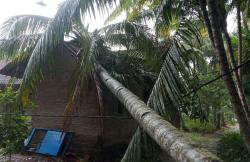 Angin Kencang Landa Kulonprogo, Sejumlah Pohon Tumbang Timpa Rumah Warga