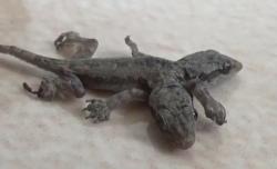 Unik, Seekor Cicak di Ponorogo Ini Memiliki 2 Kepala dan 5 Kaki