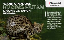 Infografis Wanita Penjual Kucing Hutan Divonis 2,5 Tahun Penjara