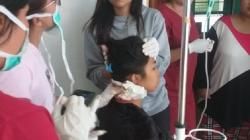 Hingga Februari, KKB Papua 2 Kali Aniaya Warga di Kabupaten Puncak