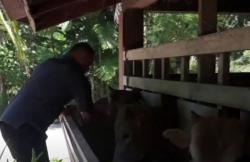 Video Warga Aceh Dibina untuk Program Penggemukan Sapi di Masa Pandemi