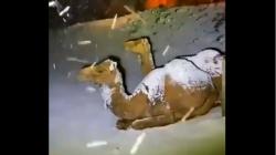 Salju Turun di Arab Saudi, Begini Reaksi Unta ketika Diterpa Butiran Es