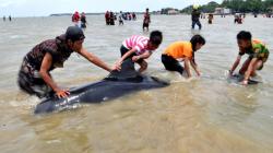 Puluhan Paus Pilot Terdampar di Pantai Modung Bangkalan, hanya 4 Selamat
