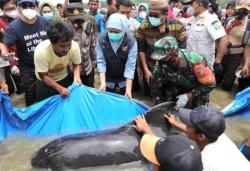 Puluhan Ikan Paus Mati Terdampar di Perairan Bangkalan, 3 Selamat