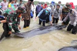 Tim Unair Teliti Kematian Puluhan Ikan Paus di Perairan Bangkalan