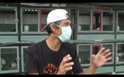 Kisah Rahmat, Raih Untung dengan Mengoleksi Merpati Hias<