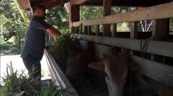 Polda Aceh Segera Tetapkan 3 Tersangka Kasus Pengadaan Sapi Rp3,4 Miliar