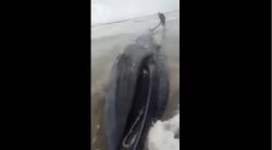 Bangkai Paus Sirip Terdampar di Pantai Mesir, Panjang 13 Meter