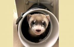 Ilmuwan Berhasil Kloning Musang Langka dari Sel Hewan Asli yang Mati 30 Tahun Lalu