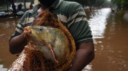 Menjala di Tengah Jalan Tol Banjir, Warga Dapat Ikan Mas Ukuran Jumbo