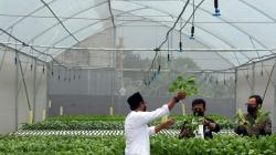 Syahrul Yasin Limpo dan Bima Arya Panen Pakcoy di Ponpes Al-Ghazaly Bogor