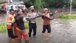 Video Kemunculan Ular Sanca di Tengah Banjir Jalan Sudirman Jakarta