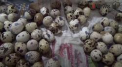 Video Beternak Burung Puyuh, Sukses Mendulang Keuntungan di Tengah Pandemi