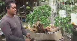 Video Bisnis Bonsai Santigi Bernilai Puluhan Juta Rupiah