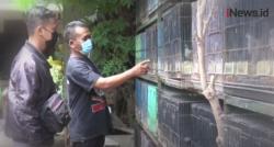 Video Pemuda di Bantul Meraup Untung Besar Berkat BurungTekukur