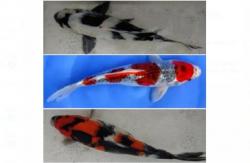 Festival Ikan Koi Perebutkan Piala Pangdam XIV/Hasanuddin dan Hadiah Rp30 Juta<