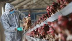 Puluhan Unggas di Cimahi Mati Diduga akibat Flu Burung, Dispangtan Gelar Vaksinasi Massal