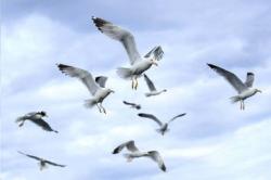 Ngeri, Lidah Pria Ini Putus Digigit Perempuan lalu Dimakan Burung Camar