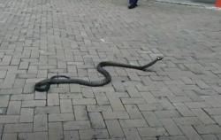 Ngeri, King Cobra 3 Meter Sembunyi di Plafon Rumah Warga Cilegon