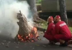 Video Sarang Tawon Dibakar Petugas di Kemayoran karena Ancam Keselamatan Pemotor