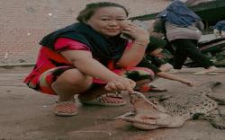 Buaya Milik Anggota Dewan Lepas, Teror Warga dan Mangsa Ternak <