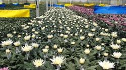 Wow, Ekspor Bunga Krisan asal Sumut ke Jepang Meroket hingga 800 Persen