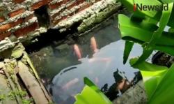 Video Warga Koja Jakut Sulap Saluran Air Kotor Jadi Tempat Budi Daya Ikan