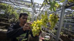 Segar, Kebun Ini Budi Daya 90 Jenis Tanaman Anggur