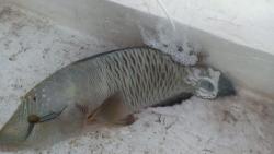 Ikan Langka Jenis Napoleon, Habitat di Perairan Wilayah Timur Indonesia