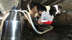 Peternak Sapi Perah Banyuwangi Produksi 450 Liter Susu per Hari