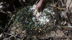 Budi Daya Jangkrik di Bekasi, Sebulan Hasilkan 100 Kilogram