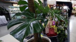 Pamer Monstera hingga Red Aglaonema, Ada yang Dijual hingga Ratusan Juta Rupiah