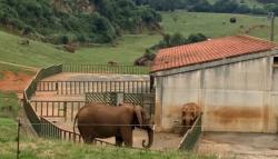 Penjaga Kebun Binatang Tewas Setelah Dihantam Belalai Gajah