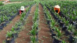 Kejati Kalbar Tahan 5 Tersangka Korupsi Proyek Sawit