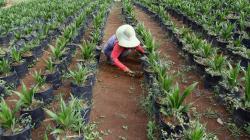 Peremajaan Kelapa Sawit Seluas 8.000 Hektare di Sumatera Barat