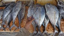 Angka Konsumsi Ikan Naik 3,47 Persen