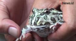 Video Hobi Pelihara Katak Amerika atau Pacman Frog Jadi Peluang Usaha di Tengah Pandemi