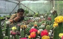 Budi Daya Tanaman Kaktus, Pria asal Banjarnegara ini Raup Untung Jutaan Rupiah 
